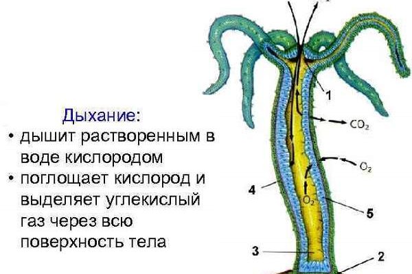 Оригинальный сайт kraken